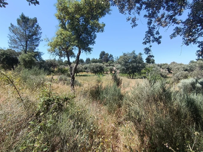 Terreno Agricola ou Rústico para Venda em Aldeia do Bispo, Águas e Aldeia de João Pires Foto 11