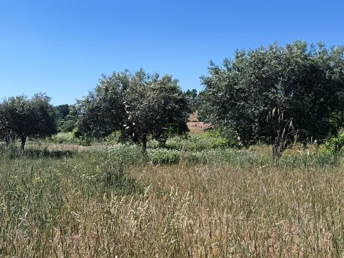 Terreno Agricola ou Rústico para Venda em Aldeia do Bispo, Águas e Aldeia de João Pires Foto 9
