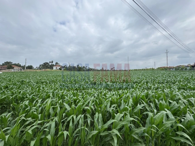 Terreno para Venda em Bagunte, Ferreiró, Outeiro Maior e Parada Foto 7