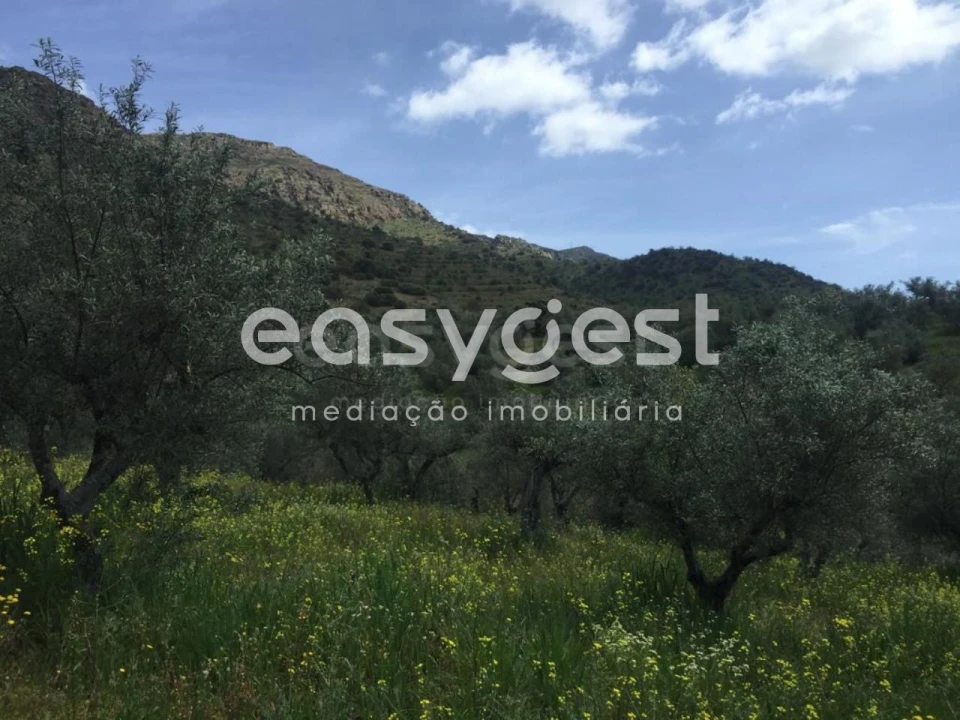 Terreno Agricola ou Rústico para Venda em Poiares Foto 2