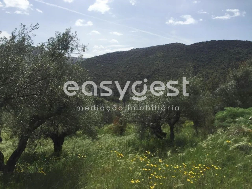 Terreno Agricola ou Rústico para Venda em Poiares Foto 8