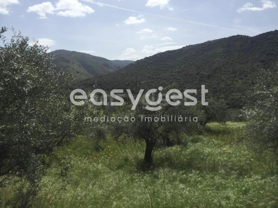 Terreno Agricola ou Rústico para Venda em Poiares Foto 9