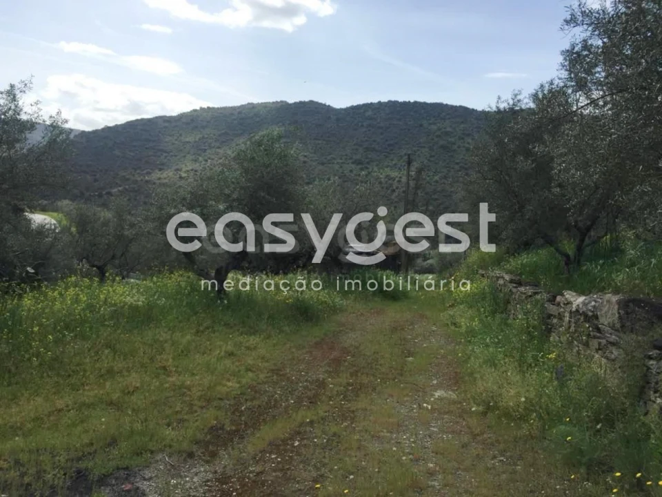 Terreno Agricola ou Rústico para Venda em Poiares Foto 13