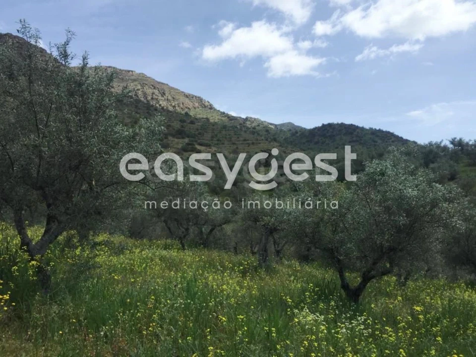 Terreno Agricola ou Rústico para Venda em Poiares Foto 14