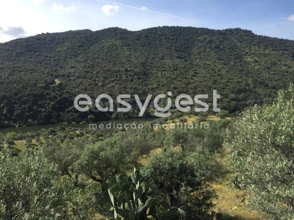 Terreno Agricola ou Rústico para Venda em Poiares Foto 17