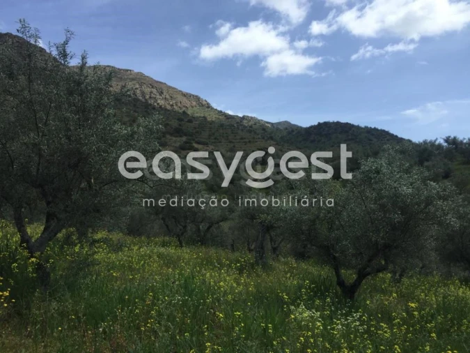 Terreno Agricola ou Rústico para Venda em Poiares Foto 2