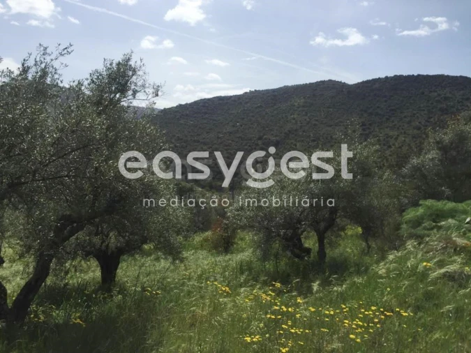 Terreno Agricola ou Rústico para Venda em Poiares Foto 8