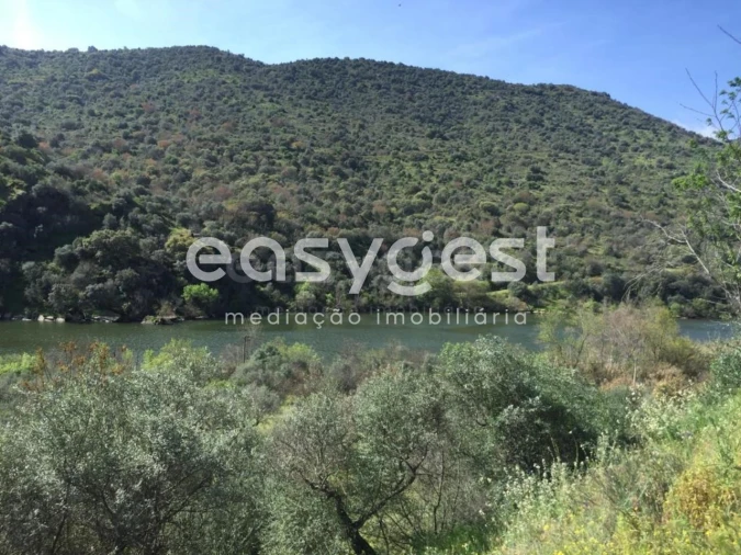 Terreno Agricola ou Rústico para Venda em Poiares Foto 10