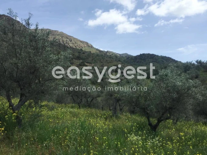 Terreno Agricola ou Rústico para Venda em Poiares Foto 14