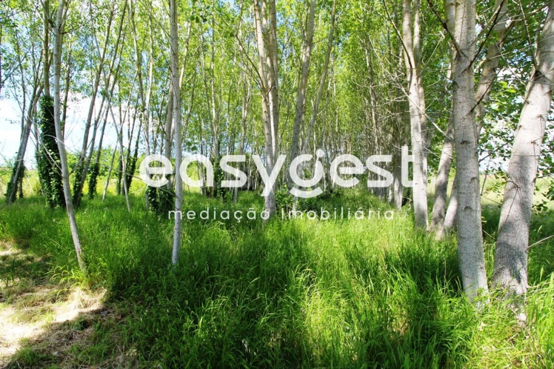 Terreno para Venda em Tamengos, Aguim e Óis do Bairro Foto 11