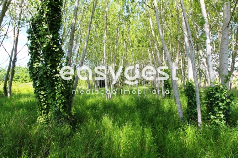 Terreno para Venda em Tamengos, Aguim e Óis do Bairro Foto 8