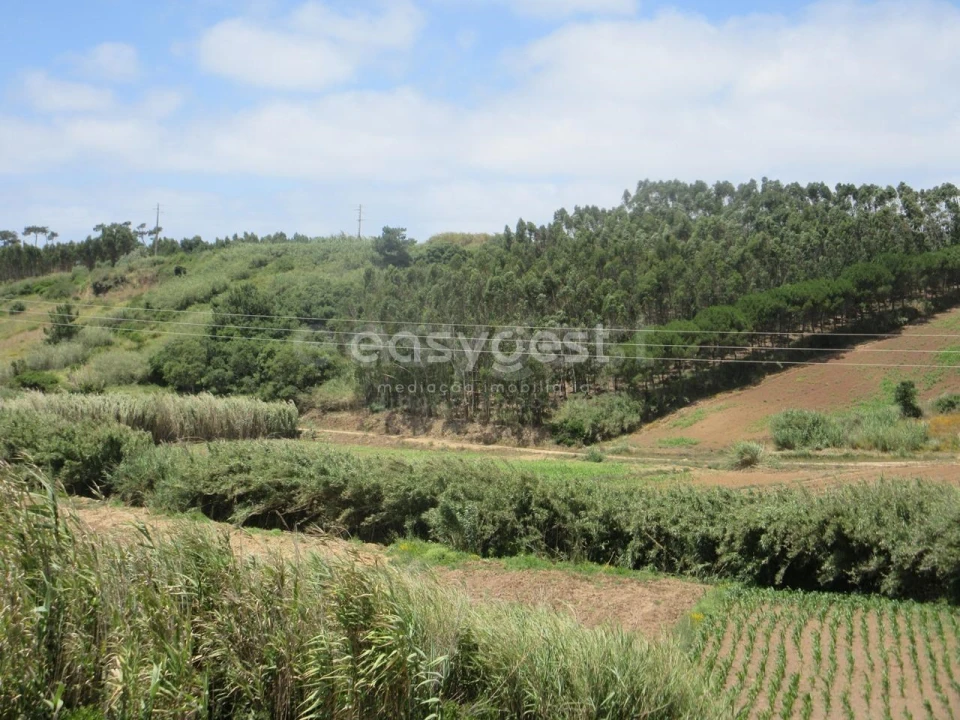 Terreno Agricola ou Rústico para Venda em Lourinhã e Atalaia Foto 3