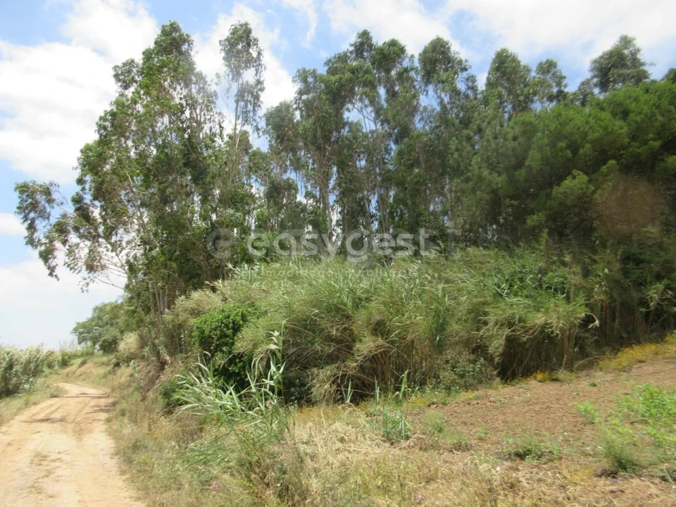 Terreno Agricola ou Rústico para Venda em Lourinhã e Atalaia Foto 11
