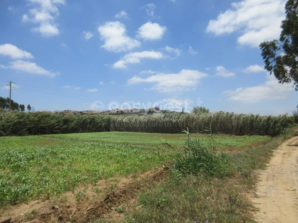 Terreno Agricola ou Rústico para Venda em Lourinhã e Atalaia Foto 13