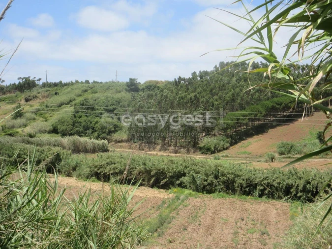 Terreno Agricola ou Rústico para Venda em Lourinhã e Atalaia Foto 2