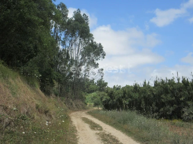 Terreno Agricola ou Rústico para Venda em Lourinhã e Atalaia Foto 7