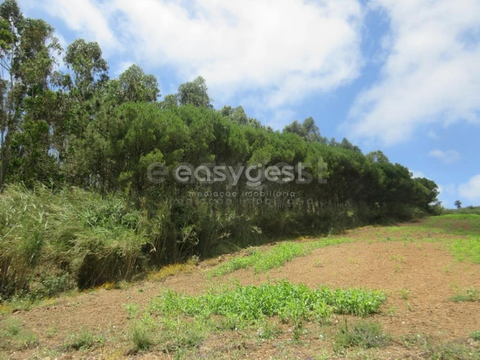 Terreno Agricola ou Rústico para Venda em Lourinhã e Atalaia Foto 10