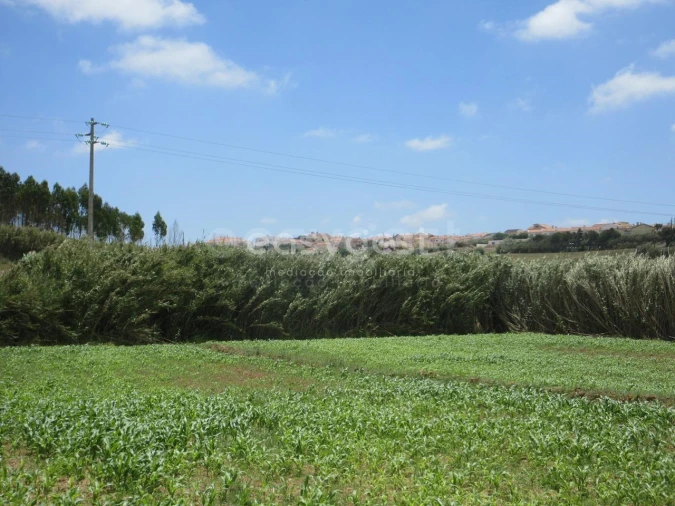 Terreno Agricola ou Rústico para Venda em Lourinhã e Atalaia Foto 14