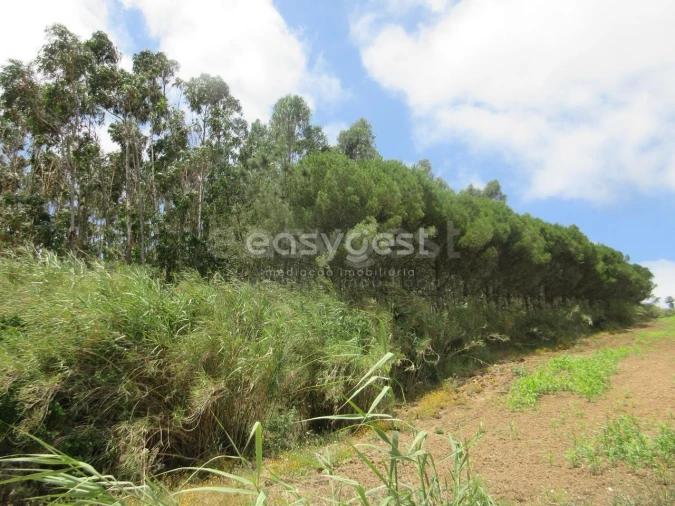 Terreno Agricola ou Rústico para Venda em Lourinhã e Atalaia Foto 15