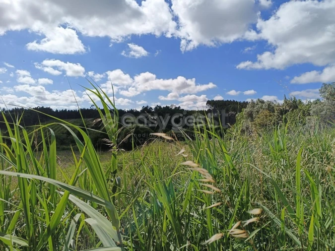 Terreno Agricola ou Rústico para Venda em Moita dos Ferreiros Foto 13
