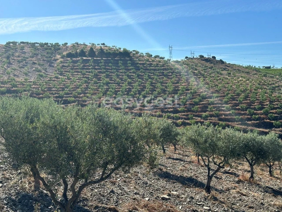 Terreno Agricola ou Rústico para Venda em Torre de Moncorvo Foto 4