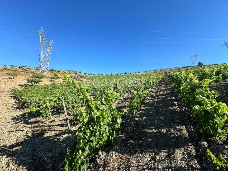 Terreno Agricola ou Rústico para Venda em Torre de Moncorvo Foto 9