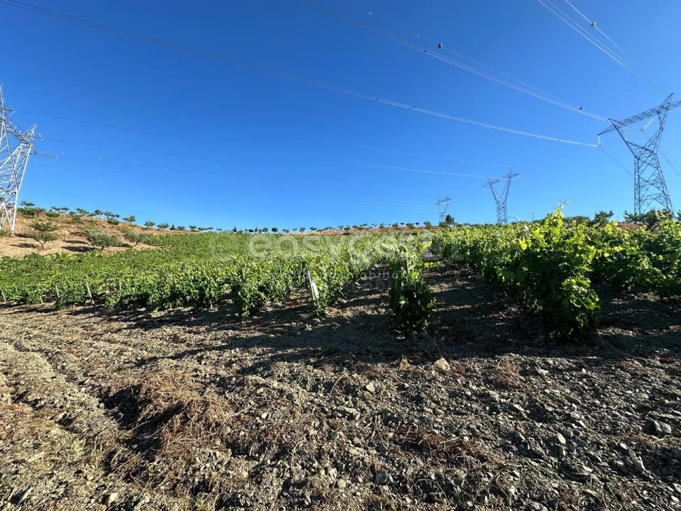 Terreno Agricola ou Rústico para Venda em Torre de Moncorvo Foto 12