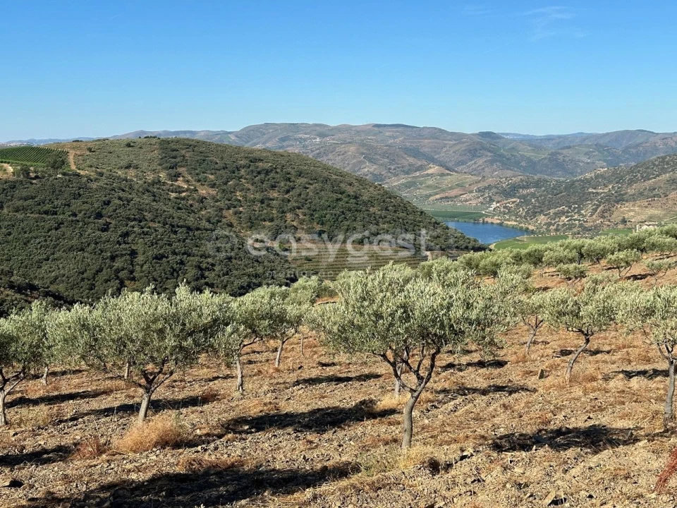 Terreno Agricola ou Rústico para Venda em Torre de Moncorvo Foto 15