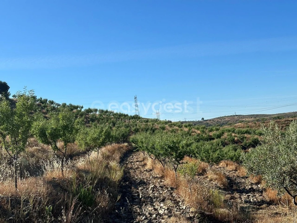 Terreno Agricola ou Rústico para Venda em Torre de Moncorvo Foto 16