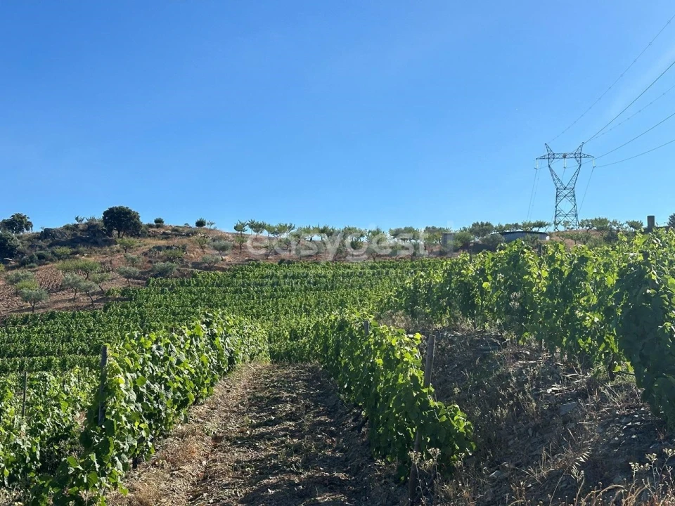 Terreno Agricola ou Rústico para Venda em Torre de Moncorvo Foto 19