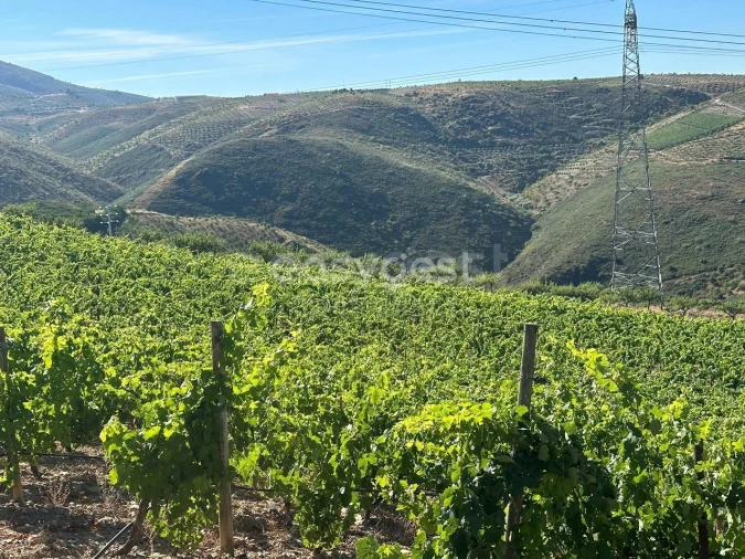 Terreno Agricola ou Rústico para Venda em Torre de Moncorvo Foto 6
