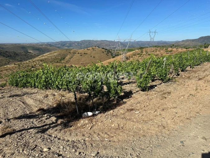 Terreno Agricola ou Rústico para Venda em Torre de Moncorvo Foto 8