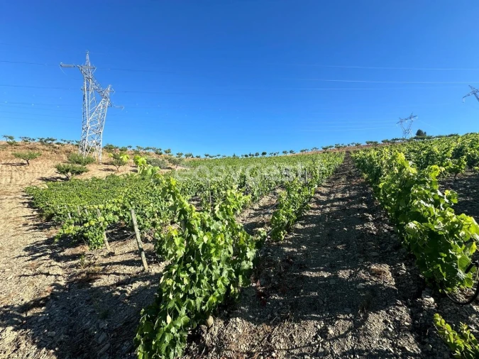 Terreno Agricola ou Rústico para Venda em Torre de Moncorvo Foto 9