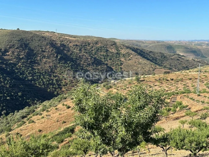 Terreno Agricola ou Rústico para Venda em Torre de Moncorvo Foto 10