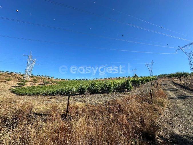 Terreno Agricola ou Rústico para Venda em Torre de Moncorvo Foto 11