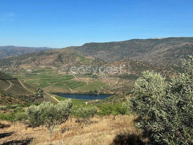 Terreno Agricola ou Rústico para Venda em Torre de Moncorvo Foto 14