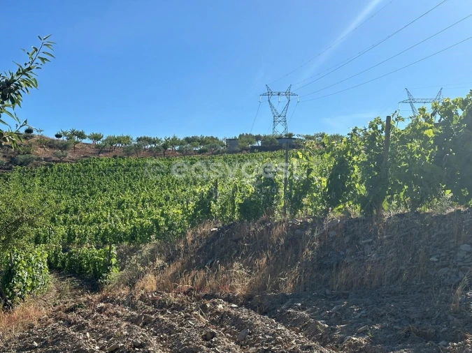 Terreno Agricola ou Rústico para Venda em Torre de Moncorvo Foto 18