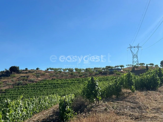 Terreno Agricola ou Rústico para Venda em Torre de Moncorvo Foto 20