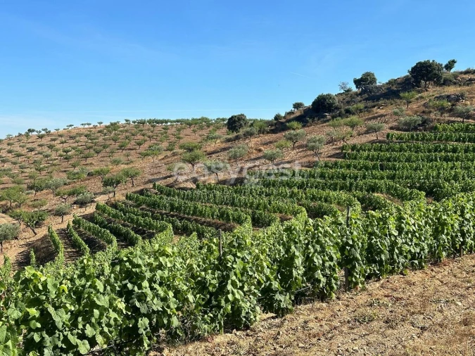 Terreno Agricola ou Rústico para Venda em Torre de Moncorvo Foto 21