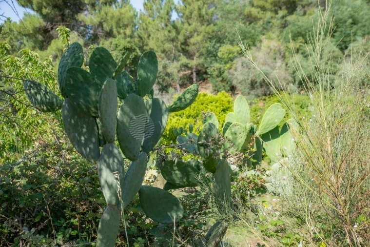 Terreno Agricola ou Rústico para Venda em Vale de Prazeres e Mata da Rainha Foto 25