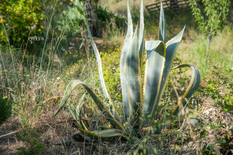 Terreno Agricola ou Rústico para Venda em Vale de Prazeres e Mata da Rainha Foto 26