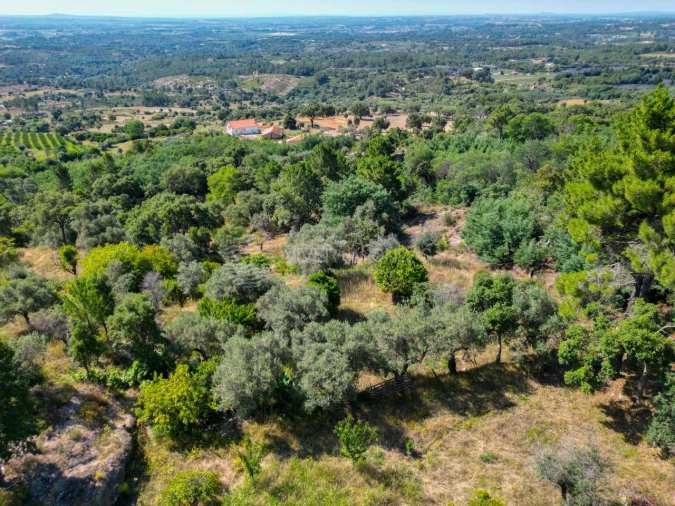 Terreno Agricola ou Rústico para Venda em Vale de Prazeres e Mata da Rainha Foto 41