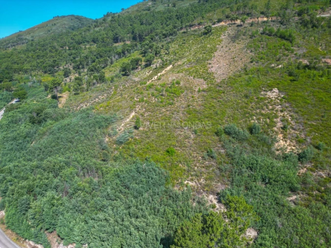 Terreno Agricola ou Rústico para Venda em Vale de Prazeres e Mata da Rainha Foto 52