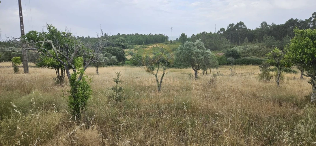 Terreno para Venda em Sarnadas de Rodão Foto 5