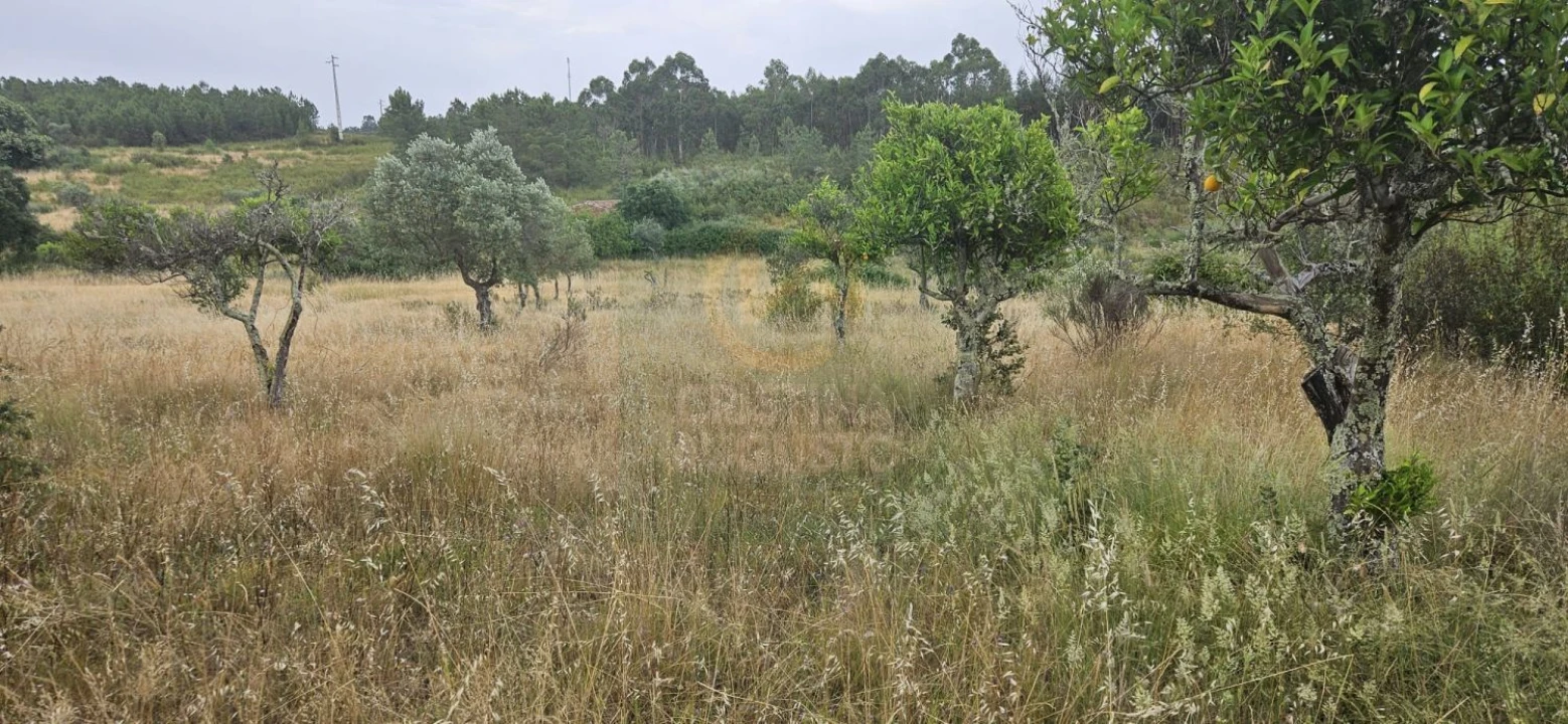 Terreno para Venda em Sarnadas de Rodão Foto 9