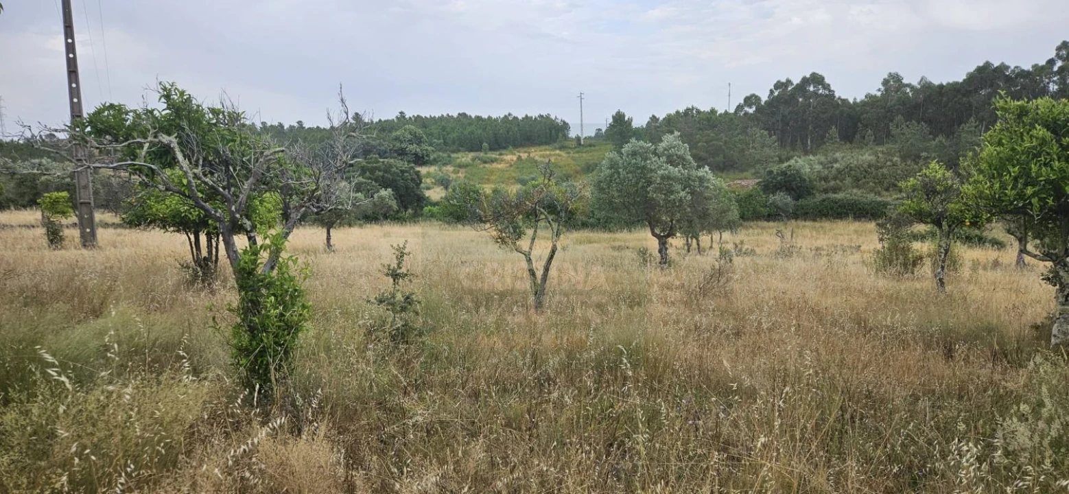 Terreno para Venda em Sarnadas de Rodão Foto 5