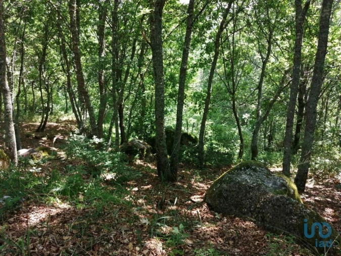 Terreno para Venda em Parada de Gonta Foto 13