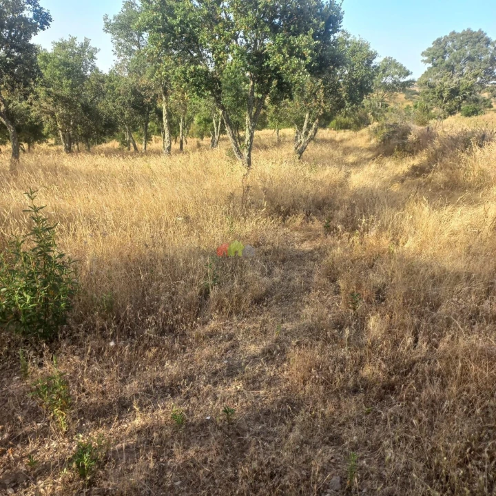 Terreno para Venda em Santa Cruz Foto 4