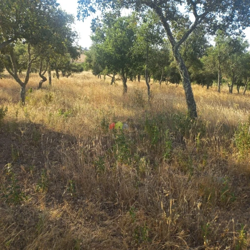 Terreno para Venda em Santa Cruz Foto 3