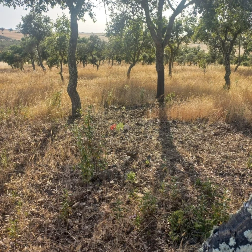 Terreno para Venda em Santa Cruz